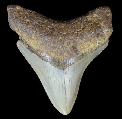 Bargain, Megalodon Tooth - North Carolina #67086